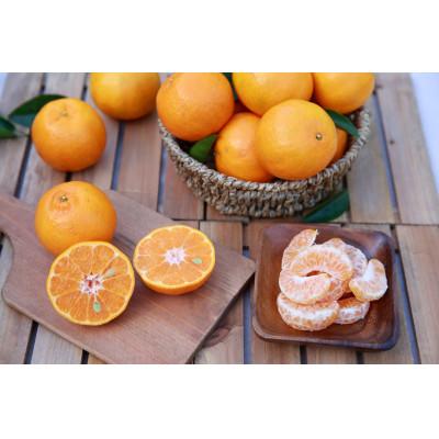 ふるさと納税 南種子町 [2026年12月〜2027年1月発送]種子島産ポンカン(24〜30玉)