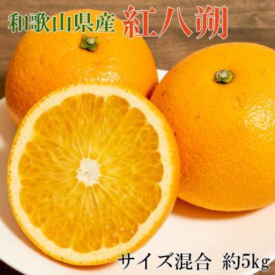 ふるさと納税 かつらぎ町 [希少品種]和歌山県産紅八朔約5kg(サイズ混合)(かつらぎ町)