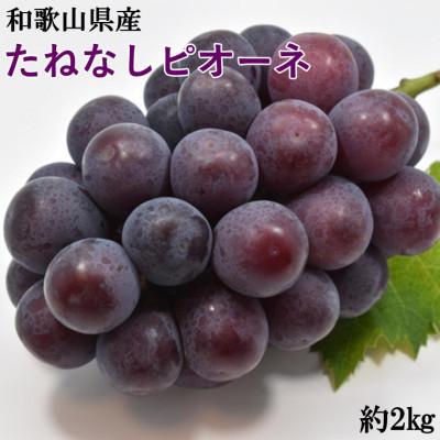 ふるさと納税 かつらぎ町 [新鮮・産直]和歌山かつらぎ町産のたねなしピオーネ約2kg[2026年度発送分](かつらぎ町)