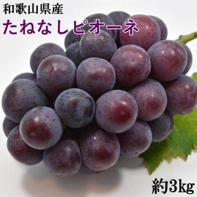 ふるさと納税 かつらぎ町 [新鮮・産直]和歌山県産たねなしピオーネ約3kg(4房〜7房)(かつらぎ町)[2026年度発送分]