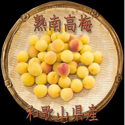 ふるさと納税 かつらぎ町 [梅干・梅酒用](2L又はL約10kg)熟南高 生梅秀優混[2027年6月上旬〜7月上旬発送予定]