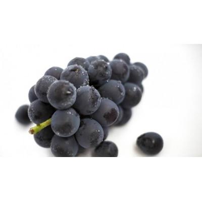 ふるさと納税 坂東市 [お中元][熨斗] 巨峰 1房 茨城県共通返礼品:かすみがうら市