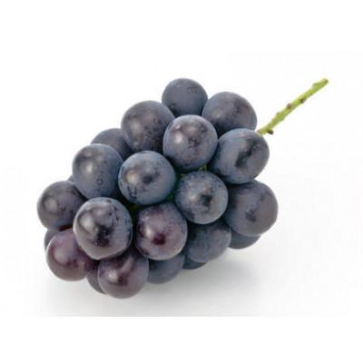 ふるさと納税 坂東市 [お中元][熨斗]ピオーネ 1房 茨城県共通返礼品:かすみがうら市