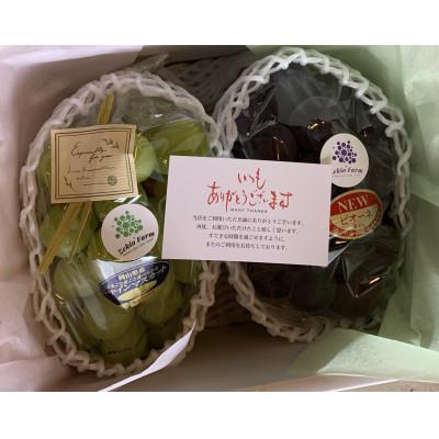 ふるさと納税 高梁市 [農家直送]先行予約 ピオーネとシャインの食べ比べセット 各1房 1kg前後 朝どれぶどう
