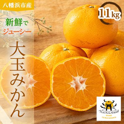 ふるさと納税 八幡浜市 愛媛県八幡浜市産大玉みかん11kg【C56-59】
