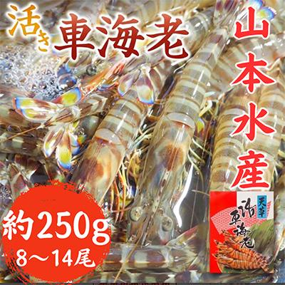 ふるさと納税 上天草市 先行予約! 熊本県 上天草市 活き車海老 約250g(8〜14尾)[山本水産]