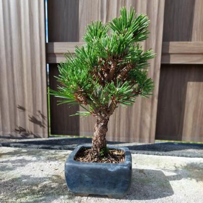 ふるさと納税 浅口市 盆栽 千寿丸 1鉢 [古城愛朋園]