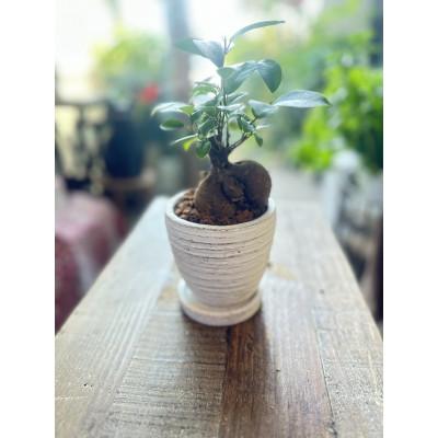 ふるさと納税 磐田市 幸運を呼ぶ木「ガジュマル」