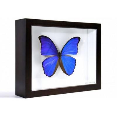 ふるさと納税 美咲町 昆虫標本箱 ドイツ箱モルフォ蝶 1頭入れ
