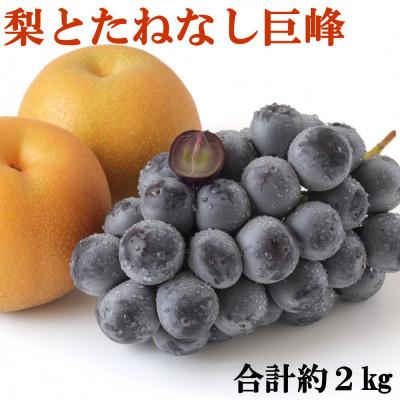 ふるさと納税 有田川町 [産地直送]たねなし巨峰と梨(品種おまかせ)のセット[2026年度発送分]