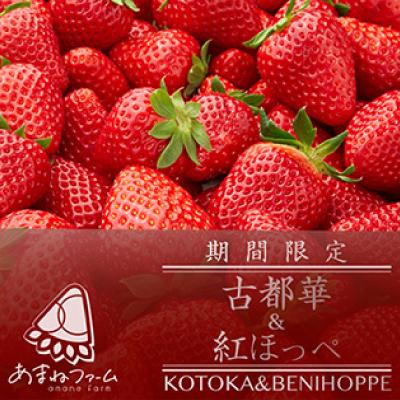 ふるさと納税 大和高田市 奈良県産[朝摘み・農家直送]古都華&amp;紅ほっぺ食べ比べセット 化粧箱入(約250g 各1P計2パック)