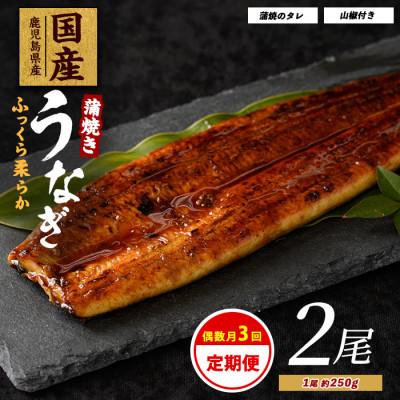ふるさと納税 指宿市 [全3回定期便・偶数月お届け]鹿児島県産うなぎ蒲焼じっくり焼き約250g×2尾(Z060-1695)