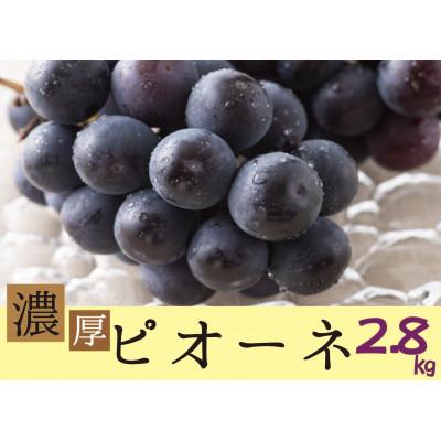 ふるさと納税 かつらぎ町 種なしピオーネ 約2.8kg★2026年8月中旬〜9月中旬頃発送予定★