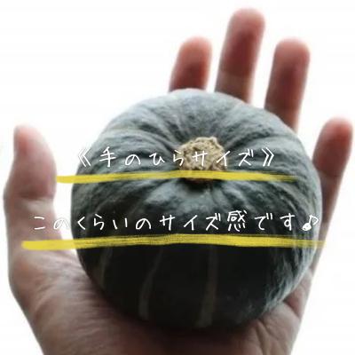 ふるさと納税 富良野市 【2027年発送】北海道富良野産かぼちゃ「坊ちゃん」5kg ※手のひらサイズが好評です! |  | 01
