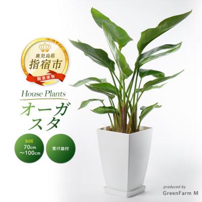ふるさと納税 指宿市 [観葉植物]オーガスタ70cm〜100cm(IB075-008)