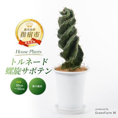 ふるさと納税 指宿市 [観葉植物]トルネード螺旋サボテン30cm〜50cm(130-1442)
