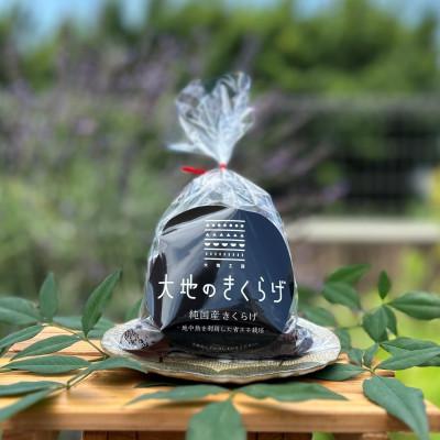 ふるさと納税 桶川市 国産 生きくらげ 100g×4個 大地のきくらげ 桶川市産