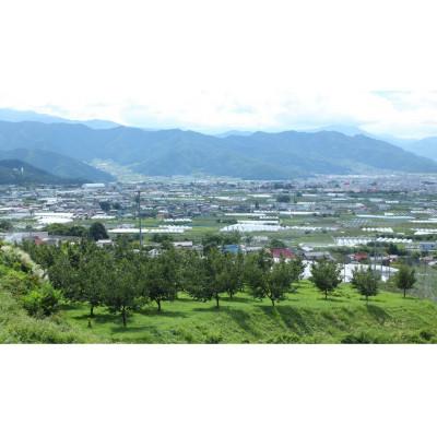ふるさと納税 中野市 【2026年発送】信州産　産地直送　大粒ぶどうの代表品種　種なし巨峰　1房(約400〜800g) |  | 02