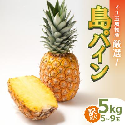 ふるさと納税 名護市 [2026年7月上旬から順次発送・訳あり]イリ玉城物産が厳選した島パイン5kg(5玉〜9玉)