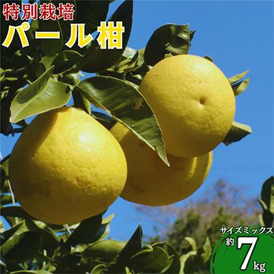 ふるさと納税 上天草市 [2027年2月下旬より順次発送]特別栽培 パール柑(天草文旦) 7kg サイズミックス