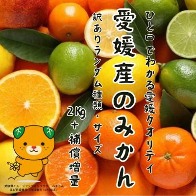 ふるさと納税 松山市 2kg+補償増量 訳ありランダムサイズ 愛媛みかん詰め合わせセット