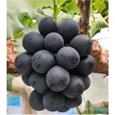 ふるさと納税 高森町 [贈答用ハウス栽培]こだわりのナガノパープル 1kg(2〜3房) 2026年8月上旬より発送開始