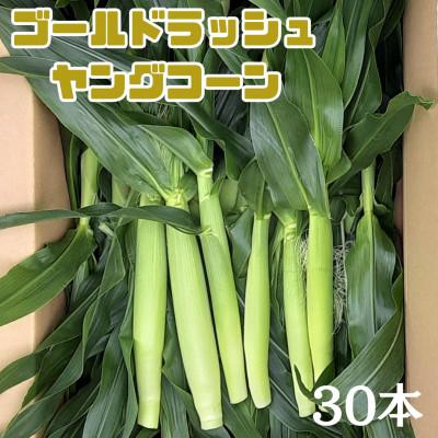 ふるさと納税 中央市 [2026年発送先行受付]山梨県産とうもろこし ゴールドラッシュヤングコーン 30本