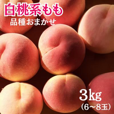 ふるさと納税 中央市 [2026年発送先行受付]山梨県産白桃系もも 3kg(6玉〜8玉) 品種おまかせ