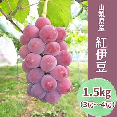 ふるさと納税 中央市 [2026年発送先行受付][数量限定]山梨県産大粒のぶどう 「紅伊豆」1.5kg(3〜4房)