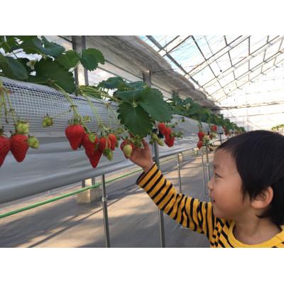 ふるさと納税 愛西市 おむつ替え台・車椅子レーンも完備!! 新鮮完熟いちご40分食べ放題ペア参加券