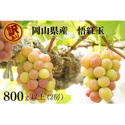 ふるさと納税 真庭市 [2026年先行受付] 岡山県産 訳あり悟紅玉 計800g以上 2房 産直・朝採れ