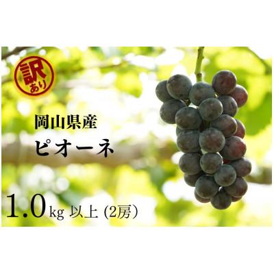 ふるさと納税 真庭市 [2026年先行受付] 岡山県産 訳ありピオーネ 計1.0kg以上 2房 産直・朝採れ