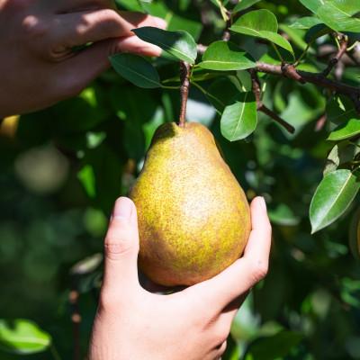 ふるさと納税 寒河江市 2026年予約分 【GI登録品】特秀品「ラ・フランス」2kg 化粧箱入り(5〜9玉) |  | 03