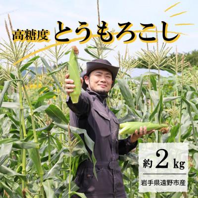 ふるさと納税 遠野市 [先行予約]菊池一真の とうもろこし ゴールドラッシュ 約2kg [2026年7月下旬〜発送]