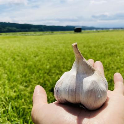 ふるさと納税 新庄市 最上赤にんにく300g(M、L、2Lサイズの混合)
