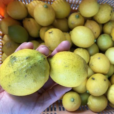 ふるさと納税 松山市 訳ありレモン瀬戸内愛媛県産 5kg |  | 02