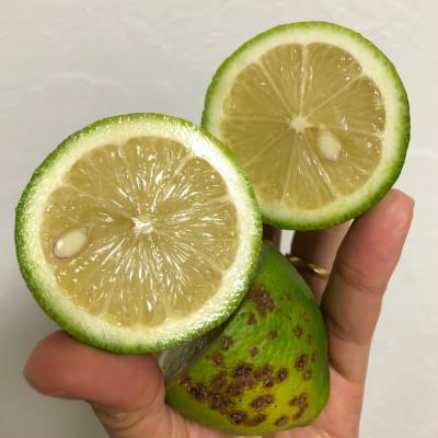 ふるさと納税 松山市 訳ありレモン瀬戸内愛媛県産 5kg |  | 03