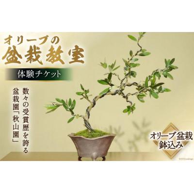ふるさと納税 韮崎市 オリーブの盆栽教室 体験チケット 完成した盆栽はお持ち帰り頂けます [山梨県韮崎市秋山盆栽園]