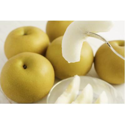 ふるさと納税 加茂市 [2026年先行予約]新潟県産 厳選 豊水梨 3kg(6〜8玉)[9月上旬以降発送]