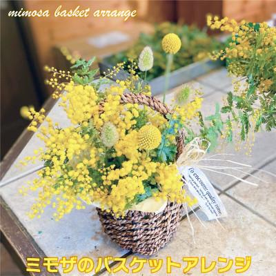 ふるさと納税 ひたちなか市 (3月発送)ミモザのバスケットアレンジ[限定品]おしゃれなお花をインテリア・壁飾り・プレゼント に!