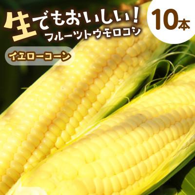 ふるさと納税 京丹後市 鮮度抜群!生でも食べられる高糖度!もぎたて フルーツトウモロコシ「イエローコーン」10本
