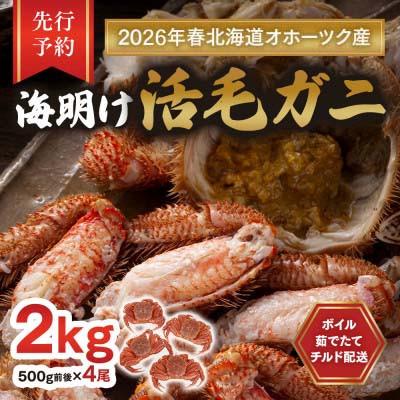 ふるさと納税 旭川市 [先行予約]北海道オホーツク産海明け活毛ガニボイル(チルド冷蔵配送)500g前後×4_03502
