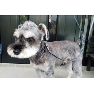 ふるさと納税 阿見町 [小型犬用10kgまで]光るリード シュナウザー柄の反射材(紺)(40-10)