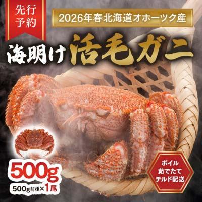 ふるさと納税 旭川市 [先行予約]北海道オホーツク産海明け活毛ガニボイル未冷凍チルド冷蔵配送500g前後×1尾_03499