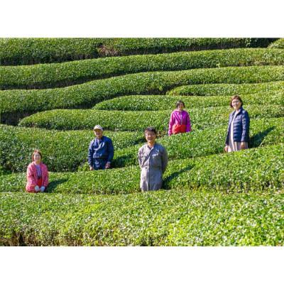 ふるさと納税 日之影町 一心園の釜炒り茶大袋10kg【A-100】の画像