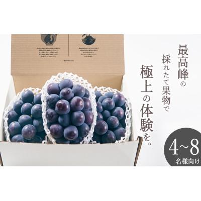 ふるさと納税 甲州市 <先行予約2026年>甲州市産 種無し大粒ピオーネ3房入り 約1.6kg