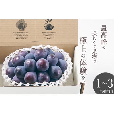 ふるさと納税 甲州市 [先行予約2026年]甲州市産 種無し大粒ピオーネ1房入り 約550g