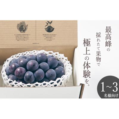 ふるさと納税 甲州市 [先行予約2026年]甲州市産 種無し大粒巨峰 1房入り 約500g