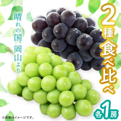 ふるさと納税 津山市 シャインマスカット&amp;ニューピオーネ[2026年9月中旬以降順次発送]