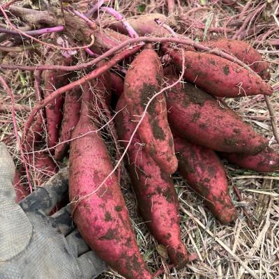 ふるさと納税 つくばみらい市 [茨城県産紅はるか]冷凍焼き芋約2kg デザートやおやつにぴったり 甘くて美味しい濃厚さつまいもの画像